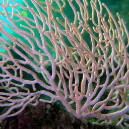 Sea Fan, photo 2