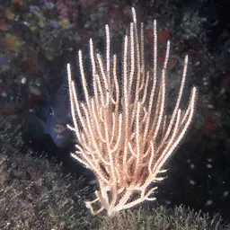 Sea Fan, photo 3