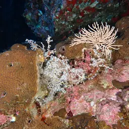 Sea Fan, photo 4