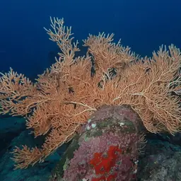 Sea Fan, photo 5