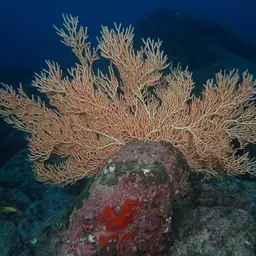 Sea Fan, photo 6