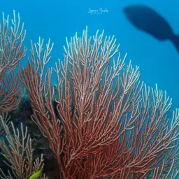 Sea Fan, photo 7