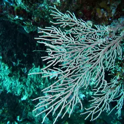 Sea Fan, photo 8