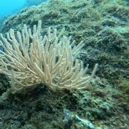 Sea Fan, photo 9
