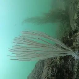 Sea Fan, photo 10