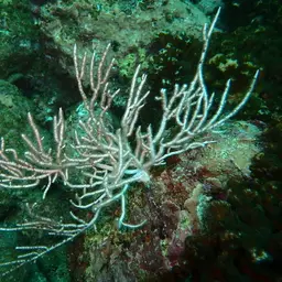 Sea Fan, photo 11
