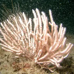 Sea Fan, photo 12