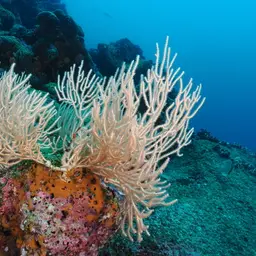 Sea Fan, photo 1
