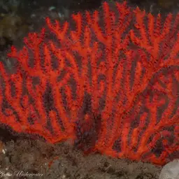 Sea Fan, photo 1