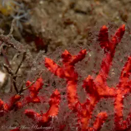 Sea Fan, photo 2