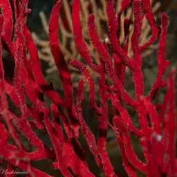 Sea Fan, photo 3