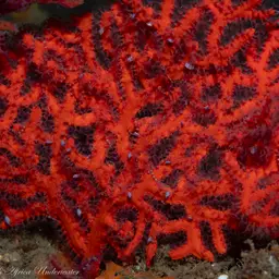 Sea Fan, photo 4