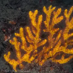 Sea Fan, photo 5