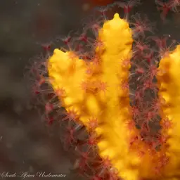 Sea Fan, photo 6