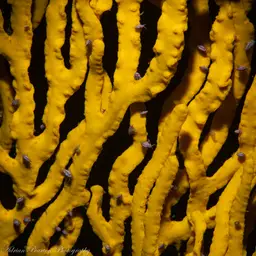 Sea Fan, photo 7