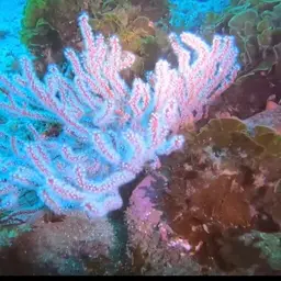 Carmine Sea Spray, photo 2