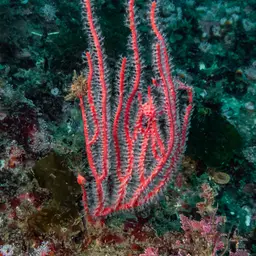 Carmine Sea Spray, photo 3