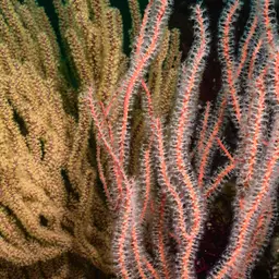 Carmine Sea Spray