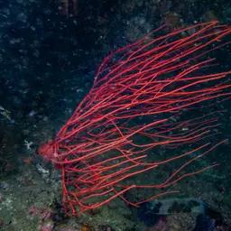 Carmine Sea Spray, photo 5