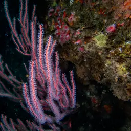 Carmine Sea Spray, photo 6
