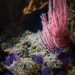 Carmine Sea Spray, photo 7
