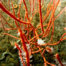 Carmine Sea Spray, photo 9