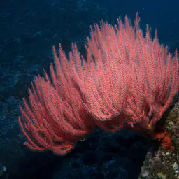 Carmine Sea Spray, photo 12