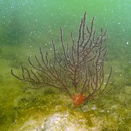 Regal Sea Fan, photo 2