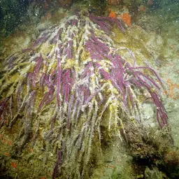 Regal Sea Fan, photo 3