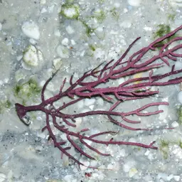 Regal Sea Fan, photo 4