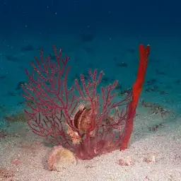 Regal Sea Fan, photo 1