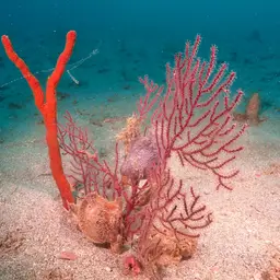 Regal Sea Fan, photo 5