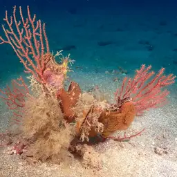 Regal Sea Fan, photo 6