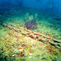Regal Sea Fan, photo 7