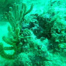 Sea Fan, photo 1