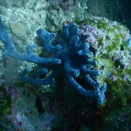 Sea Fan, photo 2