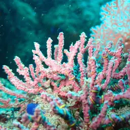 Sea Fan, photo 3