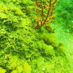 Sea Whip, photo 4