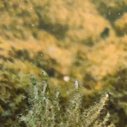 Sea Whip, photo 5