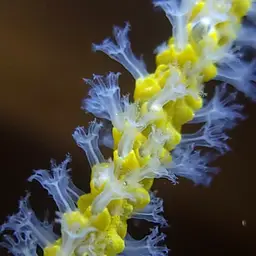 Sea Whip, photo 1