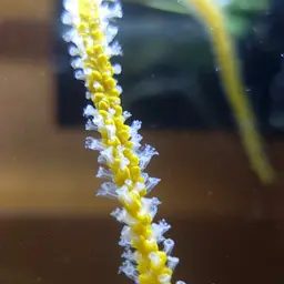 Sea Whip, photo 2