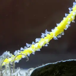 Sea Whip, photo 3