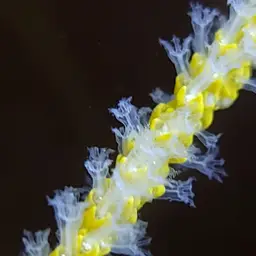 Sea Whip, photo 4