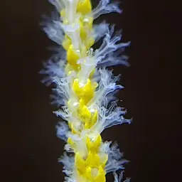 Sea Whip, photo 5