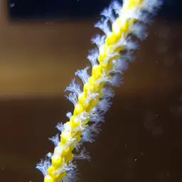 Sea Whip, photo 6
