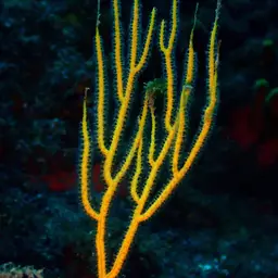 Sea Whip