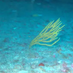 Sea Whip, photo 2