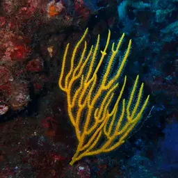 Sea Whip, photo 3