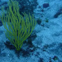 Sea Whip, photo 6
