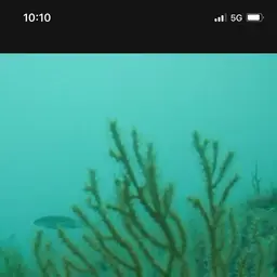 Sea Whip, photo 7